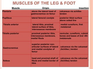 MUSCLES OF THE LEG & FOOT Muscle                                   Origin	                                Insertion