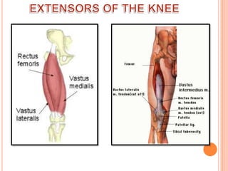 EXTENSORS OF THE KNEE
