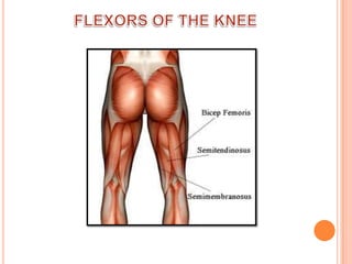 FLEXORS OF THE KNEE