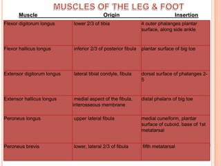 MUSCLES OF THE LEG & FOOTMuscle                                           Origin                                    Insertion