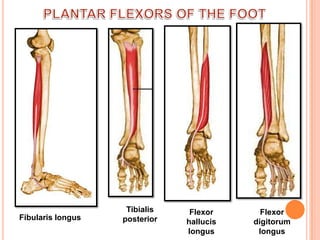 PLANTAR FLEXORS OF THE FOOTTibialis posteriorFlexor hallucis longusFlexor digitorum longusFibularis longus               