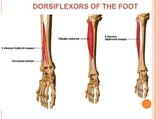 DORSIFLEXORS OF THE FOOT