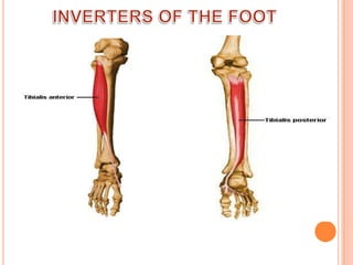 INVERTERS OF THE FOOT