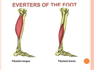 EVERTERS OF THE FOOTFibularis longus			     Fibularis brevis