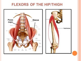 FLEXORSOF THE HIP/THIGHPsoas majorIliacus