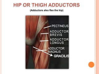 HIP OR THIGH ADDUCTORS(Adductors also flex the hip)GRACILIS