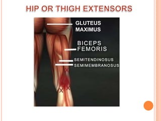 HIP OR THIGH EXTENSORSGLUTEUS MAXIMUS