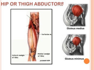 HIP OR THIGH ABDUCTORSGluteus mediusGluteus minimus