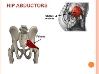 HIP ABDUCTORSGluteus minimus