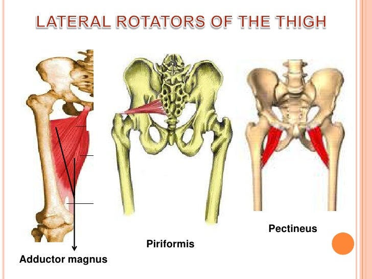 Muscles moving lower e...