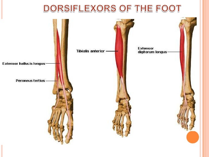 Muscles Moving Lower Extremity anat Muscles Moving Lower Extremity anat