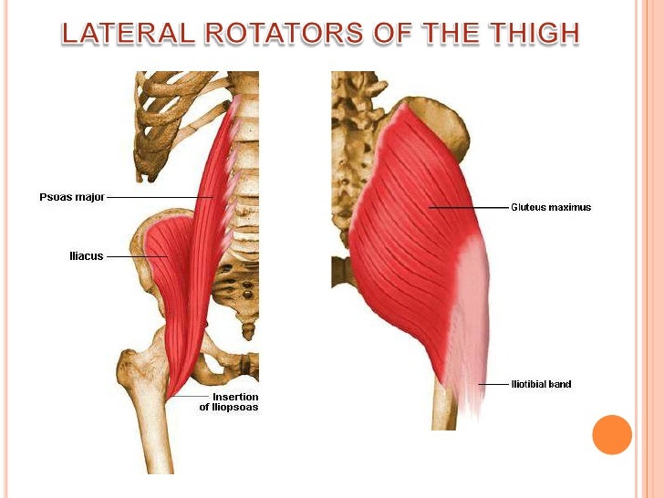 Muscles Of The Thigh Mnemonic muscles-of-the-thigh-mnemonic