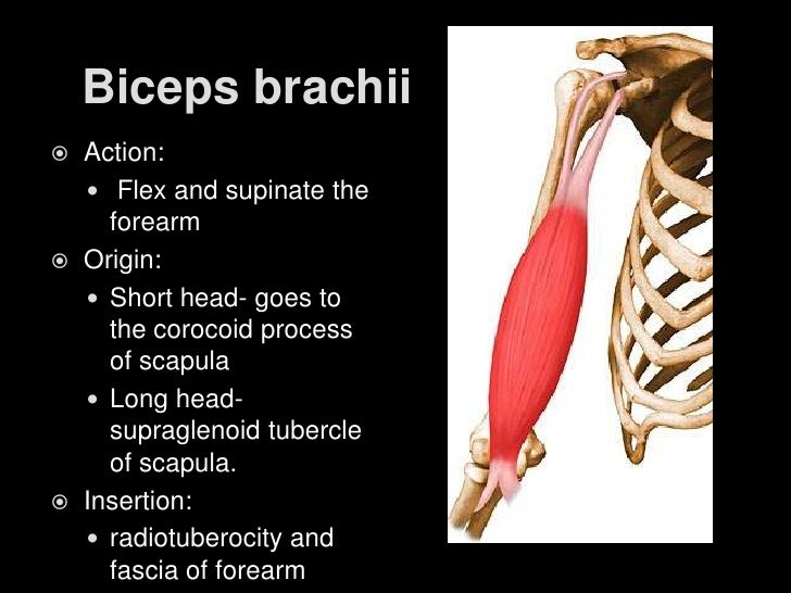 Muscles moving the upper extremities