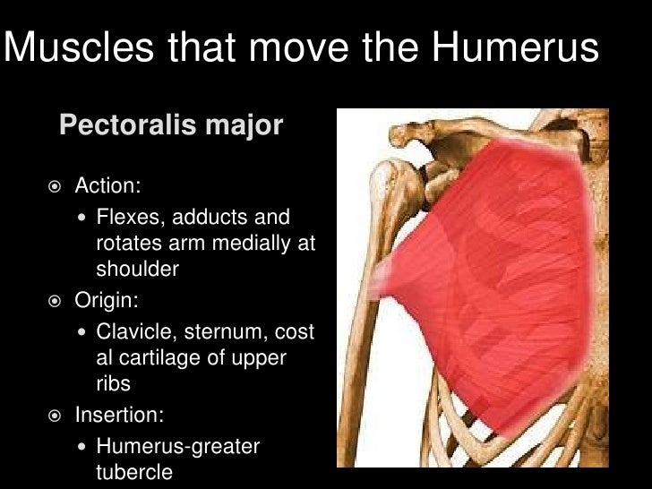 Muscles moving the upper extremities