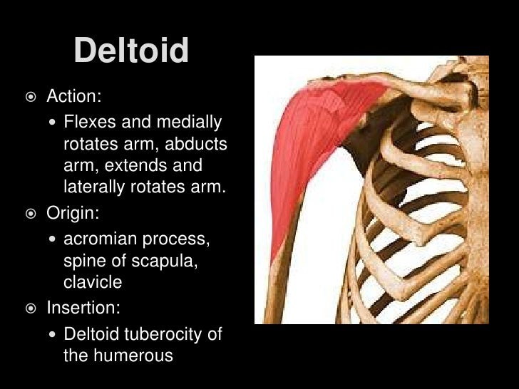 Muscles moving the upper extremities