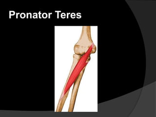Pronator Teres