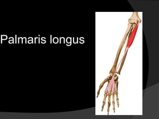 Palmaris longus