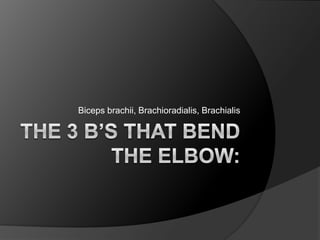 THE 3 B’S THAT BEND THE ELBOW:Biceps brachii, Brachioradialis, Brachialis