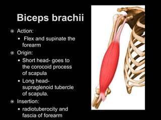 Biceps brachii Action: Flex and supinate the forearmOrigin: Short head- goes to the corocoid process of scapula Long head-supraglenoid tubercle of scapula.Insertion: radiotuberocity and fascia of forearm