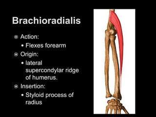BrachioradialisAction: Flexes forearmOrigin: lateral supercondylar ridge of humerus.Insertion: Styloid process of radius