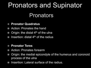 Pronators and SupinatorPronatorsPronator QuadratusAction: Pronates the handOrigin: the distal 4th of the ulnaInsertion: distal 4th of the radiusPronator Teres Action: Pronates forearmOrigin: the medial epicondyle of the humerus and coronoid process of the ulnaInsertion: Lateral surface of the radius.