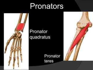 PronatorsPronator quadratusPronator teres 