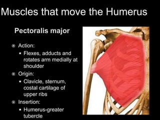 Muscles that move the HumerusPectoralis majorAction: Flexes, adducts and rotates arm medially at shoulder Origin: Clavicle, sternum, costal cartilage of upper ribsInsertion: Humerus-greater tubercle