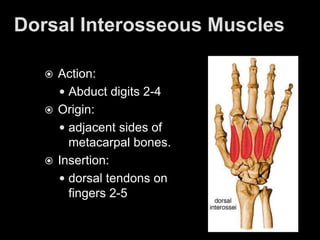 the laterally epicondyle of the humerous and crest of the ulna.