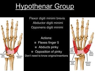 Lateral surface of the proximal 3rd of the radiusMUSCLES THAT MOVE WRIST, HAND AND DIGITS