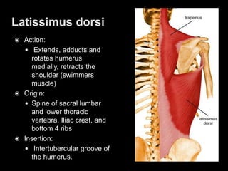 Latissimus dorsi Action:  Extends, adducts and rotates humerus medially, retracts the shoulder (swimmers muscle)Origin: Spine of sacral lumbar and lower thoracic vertebra. Iliac crest, and bottom 4 ribs.Insertion: Intertubercular groove of the humerus.
