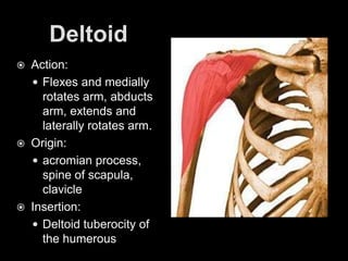 DeltoidAction: Flexes and medially rotates arm, abducts arm, extends and laterally rotates arm.Origin: acromian process, spine of scapula, clavicleInsertion: Deltoid tuberocity of the humerous