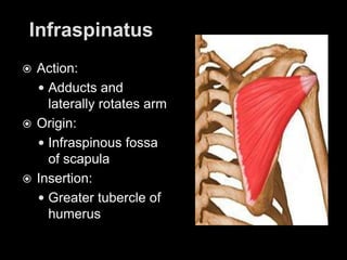 InfraspinatusAction: Adducts and laterally rotates armOrigin: Infraspinous fossa of scapulaInsertion: Greater tubercle of humerus