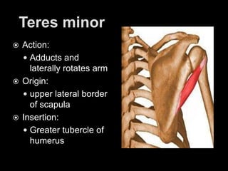 Teres minorAction: Adducts and laterally rotates armOrigin: upper lateral border of scapulaInsertion: Greater tubercle of humerus