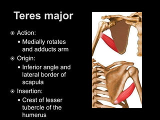 Teres majorAction: Medially rotates and adducts armOrigin: Inferior angle and lateral border of scapulaInsertion: Crest of lesser tubercle of the humerus