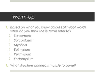 Warm-Up
1. Based on what you know about Latin root words,
what do you think these terms refer to?
 Sarcomere
 Sarcoplasm
 Myofibril
 Epimysium
 Perimysium
 Endomysium
1. What structure connects muscle to bone?
 
