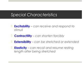 Special Characteristics
 Excitability – can receive and respond to
stimuli
 Contractility – can shorten forcibly
 Extensibility – can be stretched or extended
 Elasticity – can recoil and resume resting
length after being stretched
 
