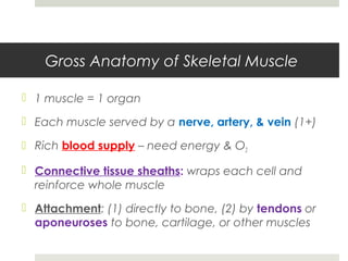 Gross Anatomy of Skeletal Muscle
 1 muscle = 1 organ
 Each muscle served by a nerve, artery, & vein (1+)
 Rich blood supply – need energy & O2
 Connective tissue sheaths: wraps each cell and
reinforce whole muscle
 Attachment: (1) directly to bone, (2) by tendons or
aponeuroses to bone, cartilage, or other muscles
 