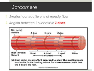 Sarcomere
 Smallest contractile unit of muscle fiber
 Region between 2 successive Z discs
 