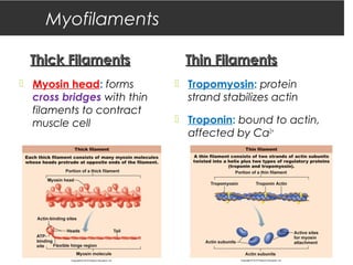 Myofilaments
Thick FilamentsThick Filaments
 Myosin head: forms
cross bridges with thin
filaments to contract
muscle cell
Thin FilamentsThin Filaments
 Tropomyosin: protein
strand stabilizes actin
 Troponin: bound to actin,
affected by Ca2+
 