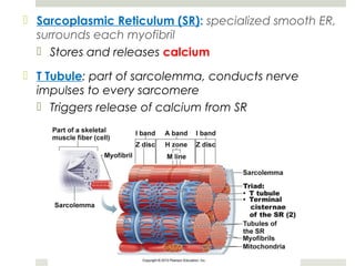  Sarcoplasmic Reticulum (SR): specialized smooth ER,
surrounds each myofibril
 Stores and releases calcium
 T Tubule: part of sarcolemma, conducts nerve
impulses to every sarcomere
 Triggers release of calcium from SR
 