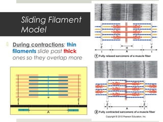 Sliding Filament
Model
 During contractions: thin
filaments slide past thick
ones so they overlap more
 