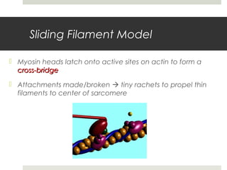 Sliding Filament Model
 Myosin heads latch onto active sites on actin to form a
cross-bridgecross-bridge
 Attachments made/broken  tiny rachets to propel thin
filaments to center of sarcomere
 