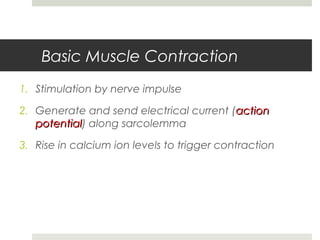 Basic Muscle Contraction
1. Stimulation by nerve impulse
2. Generate and send electrical current (actionaction
potentialpotential) along sarcolemma
3. Rise in calcium ion levels to trigger contraction
 