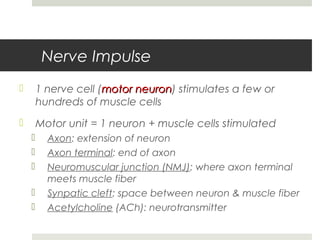 Nerve Impulse
 1 nerve cell (motor neuronmotor neuron) stimulates a few or
hundreds of muscle cells
 Motor unit = 1 neuron + muscle cells stimulated
 Axon: extension of neuron
 Axon terminal: end of axon
 Neuromuscular junction (NMJ): where axon terminal
meets muscle fiber
 Synpatic cleft: space between neuron & muscle fiber
 Acetylcholine (ACh): neurotransmitter
 