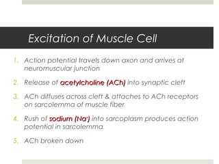 Excitation of Muscle Cell
1. Action potential travels down axon and arrives at
neuromuscular junction
2. Release of acetylcholine (ACh)acetylcholine (ACh) into synaptic cleft
3. ACh diffuses across cleft & attaches to ACh receptors
on sarcolemma of muscle fiber
4. Rush of sodium (Nasodium (Na++
)) into sarcoplasm produces action
potential in sarcolemma
5. ACh broken down
 
