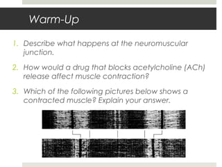 Warm-Up
1. Describe what happens at the neuromuscular
junction.
2. How would a drug that blocks acetylcholine (ACh)
release affect muscle contraction?
3. Which of the following pictures below shows a
contracted muscle? Explain your answer.
 