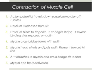 Contraction of Muscle Cell
1. Action potential travels down sarcolemma along T-
Tubules
2. Calcium is released from SR
3. Calcium binds to troponin  changes shape  myosin
binding sites exposed on actin
4. Myosin cross-bridge forms with actin
5. Myosin head pivots and pulls actin filament toward M
line
6. ATP attaches to myosin and cross-bridge detaches
7. Myosin can be reactivated
 