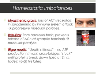 Homeostatic Imbalances
 Myasthenia gravisMyasthenia gravis: loss of ACh receptors
in sarcolemma by immune system attack
 progressive muscular paralysis
 BotulismBotulism: from bacterial toxin; prevents
release of ACh at synaptic terminals 
muscular paralysis
 Rigor mortisRigor mortis: “death stiffness” = no ATP
production, myosin cross-bridges “stuck”
until proteins break down (peak: 12 hrs,
fades: 48-60 hrs later)
 