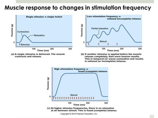 Muscle response to changes in stimulation frequency
 