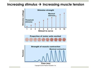 Increasing stimulus  Increasing muscle tension
 